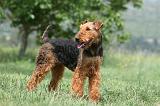 AIREDALE TERRIER 313
